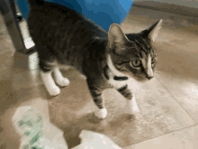 a cat wearing a black collar stands on a tile floor