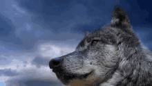 a close up of a wolf looking up at the sky