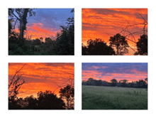 a collage of four pictures of a sunset with trees in the foreground