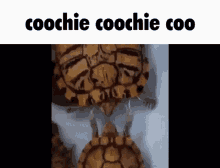 a group of turtles are standing next to each other with the words coochie coochie coo written on the bottom .