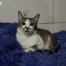 a calico cat laying on a blue blanket looking at the camera