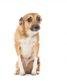 a small brown and white dog is sitting on a white background .