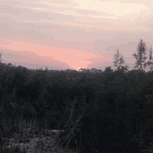 a sunset with trees in the foreground and a pink sky in the background