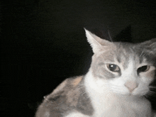 a close up of a cat 's face against a black background