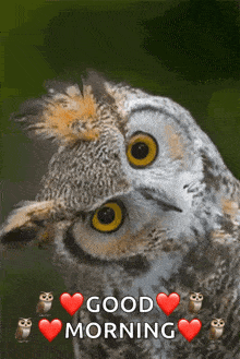 a couple of owls with hearts and the words " good morning "