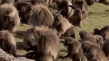 a herd of baboons are sitting in the grass .