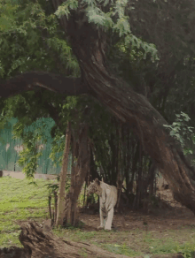 a white tiger standing under a tree in a jungle