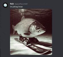 a picture of a fish on skis with the caption nub