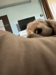 a small brown dog laying on a bed with a tv in the background