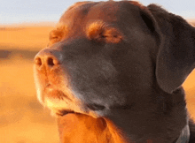 a close up of a dog 's face with the sun shining on its nose