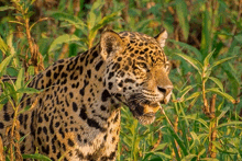 a close up of a jaguar standing in the grass