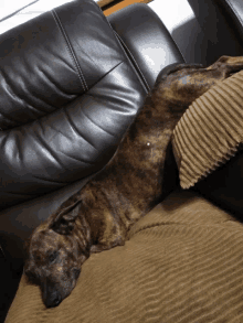 a dog is laying on a brown couch