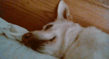 a white dog is laying on a bed with its eyes closed