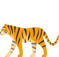 a tiger is walking on a white background and has a long tail