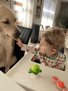 a toddler reaches for a toy while a dog licks its nose