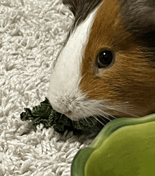 a close up of a brown and white guinea pig eating some green leaves