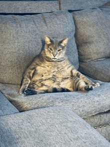 a cat is sitting on a grey couch with a serious look on its face