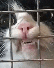 a black and white cat is looking through a wire cage with its mouth open .