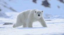 a polar bear is walking through the snow .