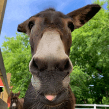 a close up of a donkey 's nose with a pink tongue sticking out .