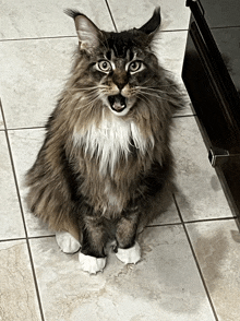 a cat sitting on a tile floor with its mouth open