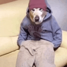 a dog is sitting on a couch wearing a hoodie and a hat .