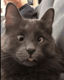 a close up of a gray cat with its tongue sticking out