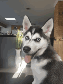 a husky dog with its tongue hanging out