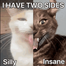 a picture of a cat with a caption that says i have two sides silly and insane