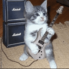 a kitten is holding a guitar in front of two marshall amplifier stacks