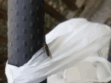 a fly is sitting on a white plastic bag that says ' sd ' on it