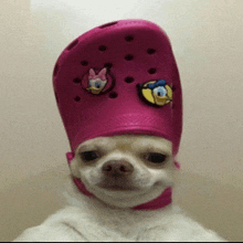 a small white dog wearing a pink croc with donald and daisy duck stickers on it