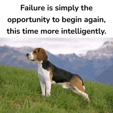 a beagle standing in a grassy field with mountains in the background