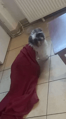 a small dog is wrapped in a red blanket and standing on a tiled floor .