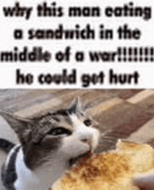 a cat is eating a sandwich in the middle of a war because he could get hurt .