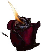 a red rose with a flame coming out of the center