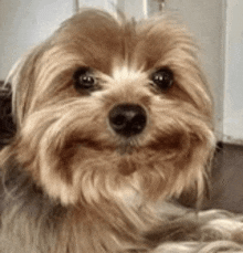 a small brown and white dog is laying down on the floor and looking at the camera with a smile on its face .