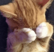 a close up of a cat 's paws covering its eyes .