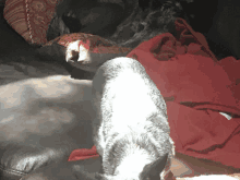 a dog laying on a couch with a red blanket in the background