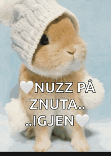 a rabbit wearing a hat with the words nuzz pa znuta igjen