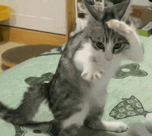 a gray and white cat is standing on its hind legs