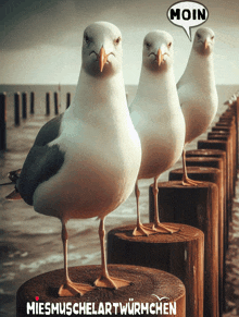 three seagulls standing next to each other with a speech bubble that says moin