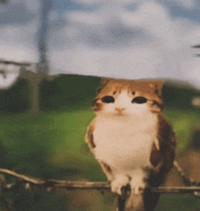 a cat that looks like a bird is sitting on a tree branch .