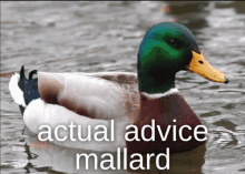 a picture of a mallard with the words actual advice mallard above it