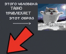 a picture of a cat with a red arrow pointing to the left