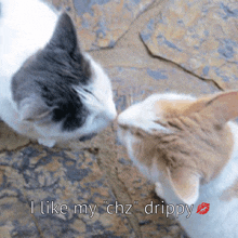 two cats kissing with the words i like my chz drippy