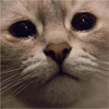 a close up of a cat 's face with a brown nose