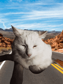 a person is holding a white cat with its eyes closed in front of a desert road