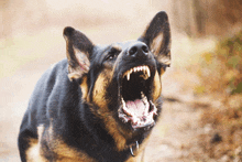 a black and brown dog with its mouth open and sharp teeth