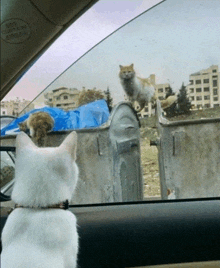 a cat looking out of a car window with a tag that says the curtain airbag